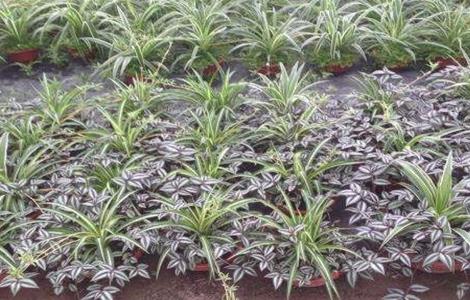 吊兰怎么养（吊兰怎么养才能更旺盛）