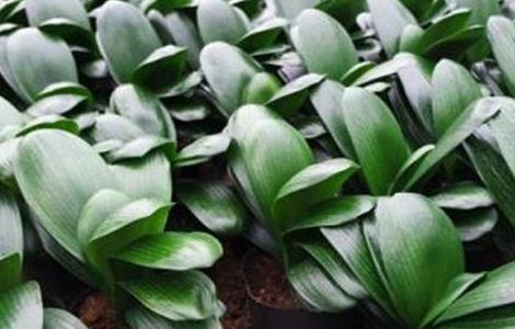 君子兰怎么养（君子兰怎么养护与浇水）