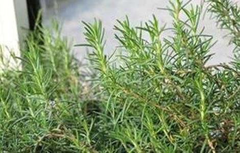 迷迭香怎么施肥（迷迭香怎么施肥最好）