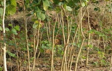 九里香怎么过冬