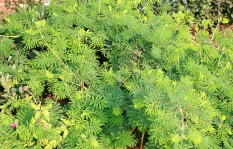 含羞草怎么养好(薰衣草高清观看免费版)