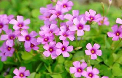 酢浆草的种植方法 酢浆草的种植方法和注意事项