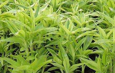 富贵竹叶子发黄怎么办 富贵竹叶子黄了咋办