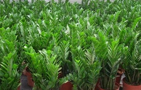 金钱树养殖方法和注意事项(金钱木的养殖方法和注意事项)