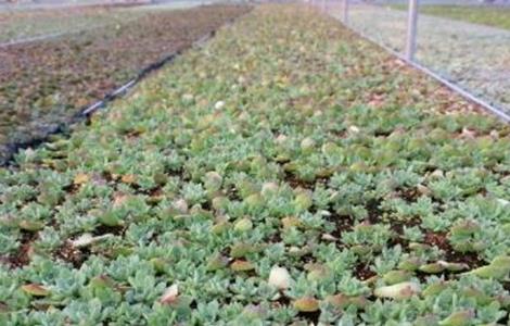 多肉植物怎么养 多肉植物怎么养?