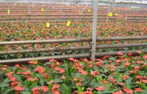 红掌怎么养（红掌怎么养花才红）