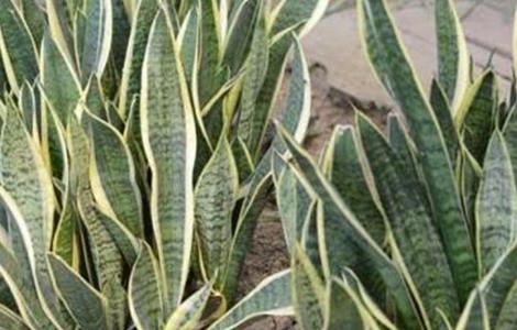 虎皮兰怎么养(虎皮兰怎么养殖方法与技巧)