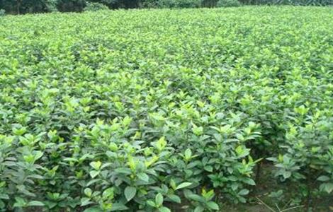 栀子花怎么养 栀子花怎么养,需要什么样的环境?