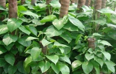 绿萝养殖方法和注意事项（大叶绿萝的养殖方法和注意事项）