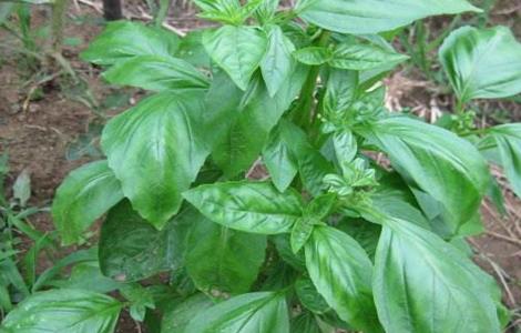 罗勒怎么施肥 罗勒施肥选什么肥料