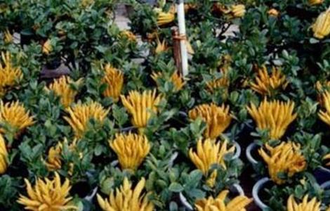 佛手如何养殖(佛手怎么养殖方法)