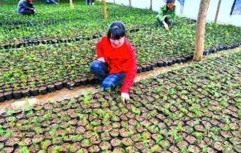 红豆杉怎么养(红豆杉适合在室内养吗)