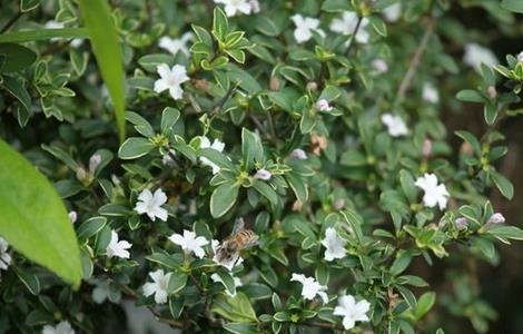 六月雪养殖方法 六月雪养殖方法与注意事项