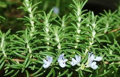 迷迭香的田间管理 迷迭香大田种植与养护