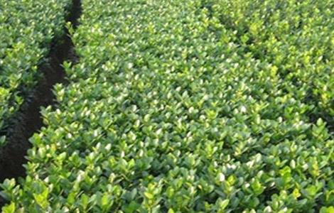 冬青的种植方法 冬青种植方法介绍