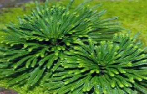 九死还魂草的养殖方法（九死一生还魂草养殖方法）