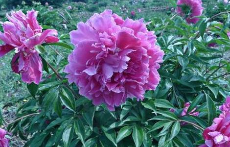 芍药的种植技巧（芍药怎样种植）