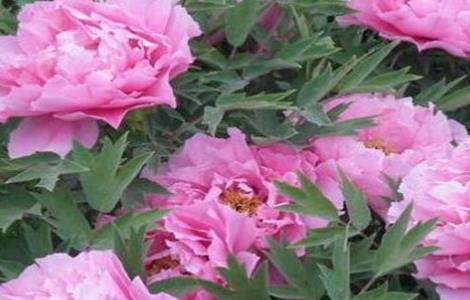 芍药的繁殖方法（芍药的繁殖方法有几种）