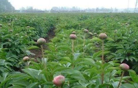 芍药 繁殖 方法