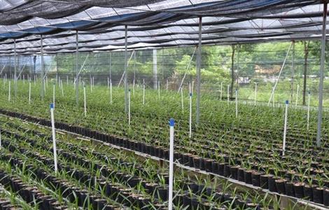 兰花怎么养 兰花怎么养护与浇水