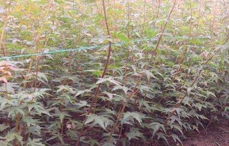鸡爪槭的繁殖方法 鸡爪槭树怎么繁殖
