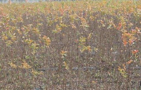 紫薇 扦插繁殖 方法