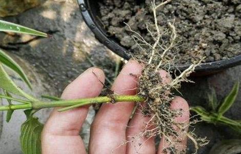 栀子花的扦插方法 栀子花扦插时间和方法视频