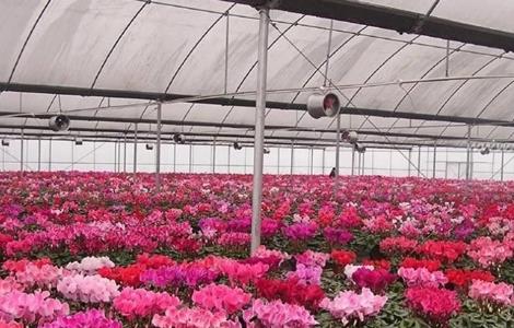 仙客来怎么繁殖（仙客来怎么繁殖视频）