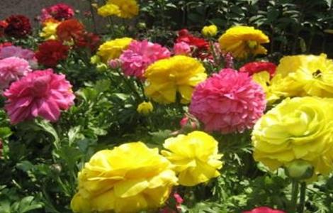 花毛茛的繁殖方法（花毛茛怎么种）