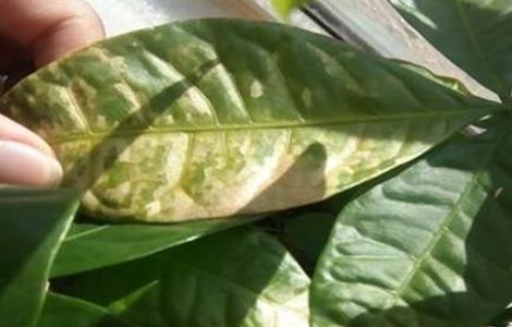 仙客来叶子黄了怎么办（仙客来叶子黄了怎么回事）