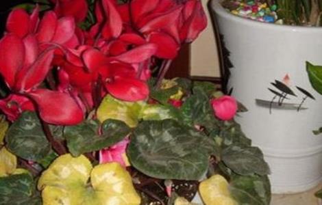 仙客来 叶子黄了 怎么办