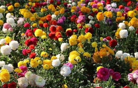 花毛莨种植的注意事项（花毛茛的养殖方法和注意事项）