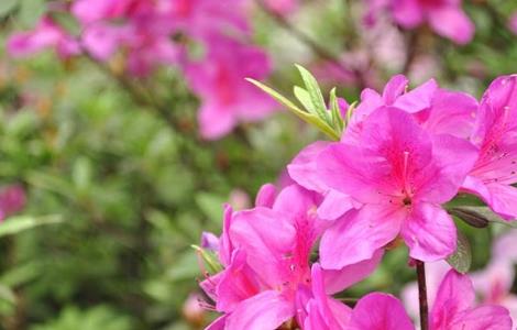锦绣杜鹃怎么养 杜鹃花咋样养