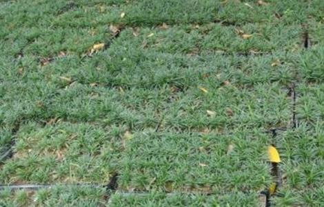 玉龙草该怎么种植（玉龙草该怎么种植才能活）