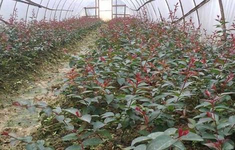 紫薇的扦插繁殖方法（紫薇嫩枝扦插技术）