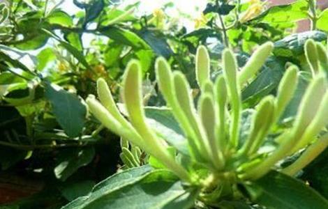 金银花不开花的原因 金银花不开花的原因