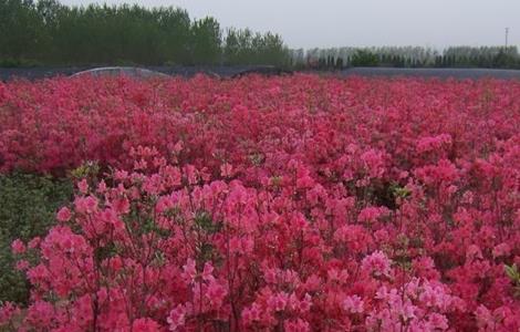映山红怎么繁殖 映山红怎么繁殖方法