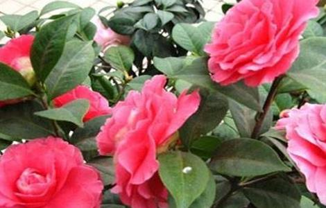 茶花养殖方法和注意事项 香茶花的养殖方法和注意事项