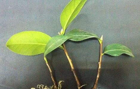 茶花怎么扦插 茶花怎么扦插生根快