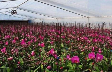 蝴蝶兰养殖方法 冬季蝴蝶兰的养殖方法和注意事项