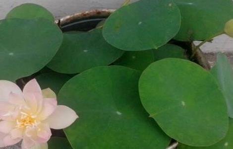 碗莲种植方法（碗莲种子的种植方法全过程图片）