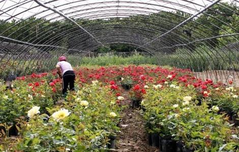 月季花的繁殖方法 月季花怎么育苗