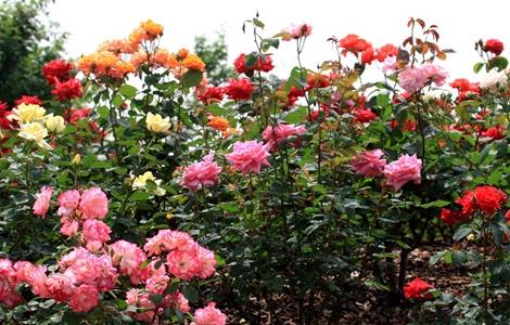 月季花的养殖方法介绍 月季花的养殖方法介绍视频