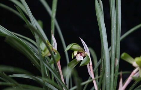 兰草养殖方法与注意事项（兰草养殖方法和注意事项一一）