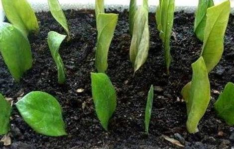 金钱树繁殖方法 金钱树繁殖生根最快方法