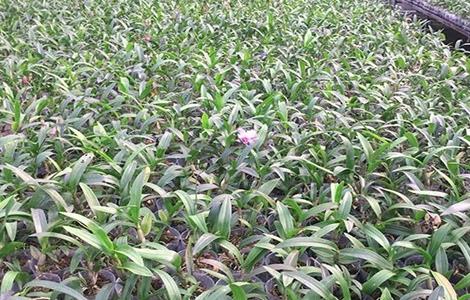 石斛兰怎么养 金线莲价格多少钱一斤