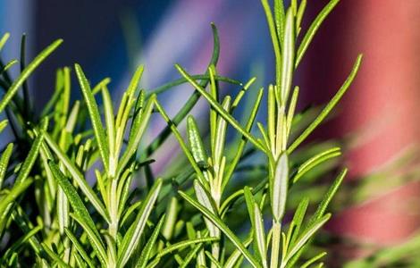 迷迭香枯萎怎么回事（迷迭香叶子枯萎是什么原因）