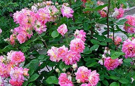 月季的养殖方法（姬月季的养殖方法和注意事项）