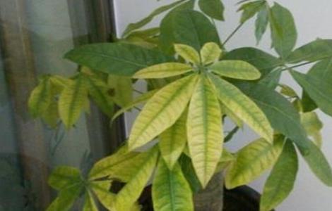 发财树叶子发黄怎么办（发财树树叶发黄是什么原因）