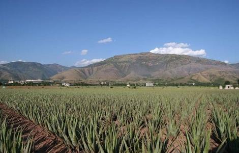 芦荟怎么养好（芦荟怎么养好看又简单）